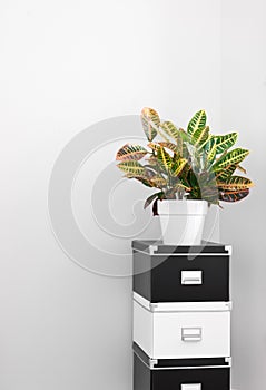 Storage boxes and green plant in a room corner