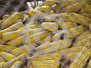Storage of dry heads of corn