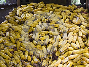 Storage of dry heads of corn