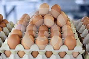 Storage of many of eggs in paper box