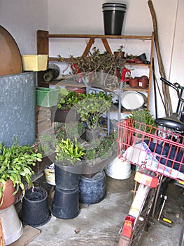 A storage room for overwintering plants