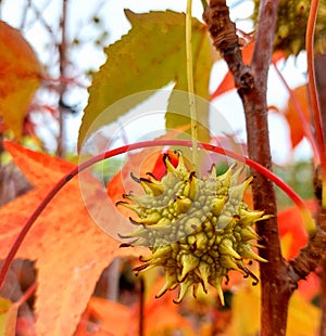 Storax americano fruit