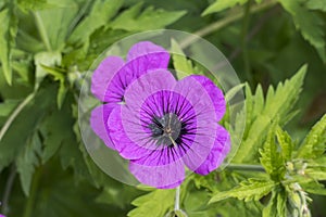 Storchschnabel, stork beak, geraniaceae, flower in dpurple pink