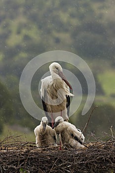 Storck and two chicks