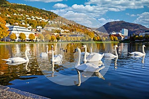 Store LungegÃ¥rdsvannet in the afternoon and the clouds sky, mountains reflecting the water along with swans and ducks swimming at