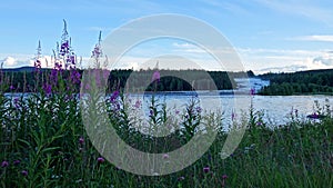 Fireweed at Storforsen waterfall in Sweden photo