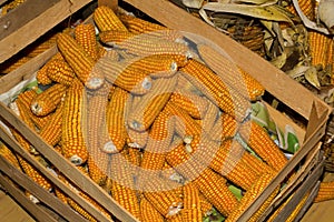 Storing corn in wooden crates