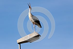 Stork 1