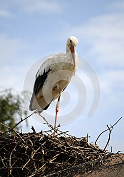 Stork