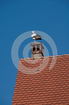 Stork