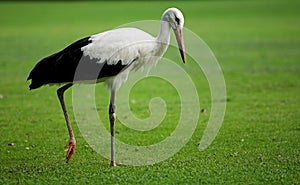 Stork