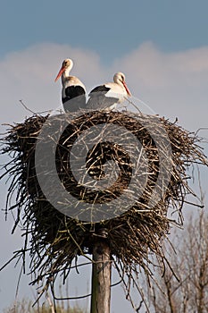 Stork