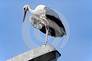 Stork 2