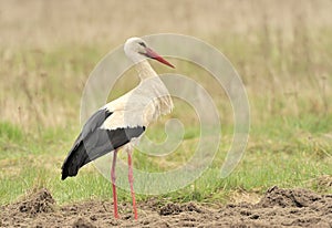 Stork