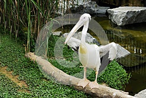 Stork