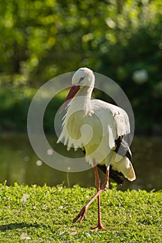 Stork