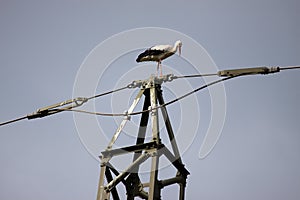 Stork 5