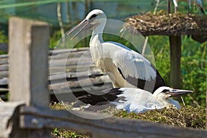 Stork