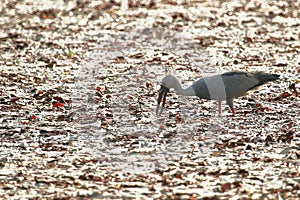 Stork