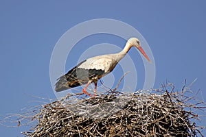 Stork