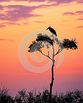 Stork on Acacia Tree in Africa at Sunrise