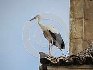 Stork animal of class Aves birds photo