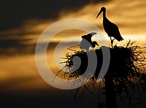 Stork with baby