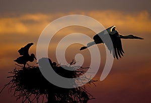 Stork with baby
