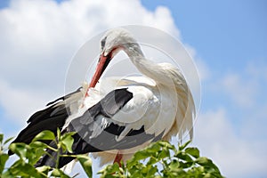 Stork / Cigogne photo