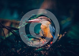 Stork billed king fisher perched on bush branch, relaxed and watchful awareness at the same time. close up bird portraiture