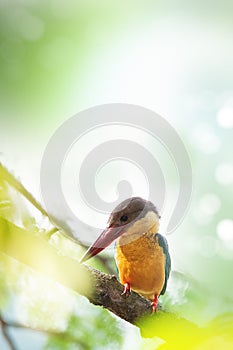 Stork-billed kingfisher