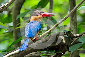 Stork-billed Kingfisher