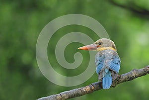 (Stork-billed Kingfisher) Beautiful bird perching on branch