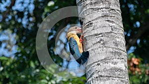 Stork-billed Kingfisher bird in action, peeking inside the nest created by a woodpecker in the coconut tree trunk, eating the