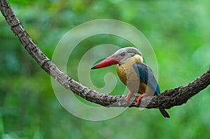 Stork-billed Kingfisher bird perching on the branch