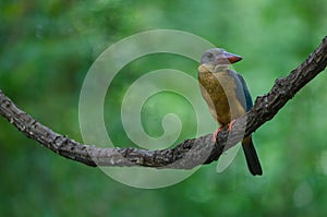 Stork-billed Kingfisher bird perching on the branch