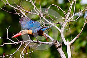 Stork billed Kingfisher flying