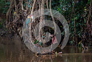 Stork-billed Kingfisher - Pelargopsis capensis