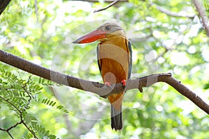 Stork-billed Kingfisher Pelargopsis capensis