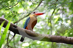 Stork-billed Kingfisher Pelargopsis capensis