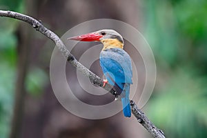 Stork-billed Kingfisher Pelargopsis capensis Beautiful Birds of Thailand perching on the tree