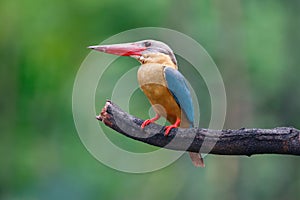 Stork-billed Kingfisher Pelargopsis capensis Beautiful Birds of Thailand perching on the tree