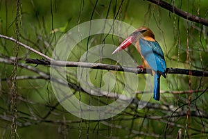 Stork-billed Kingfisher Pelargopsis capensis on the branch,  is a tree kingfisher distributed in the tropical Indian