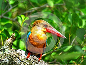 Stork-billed kingfisher / Pelargopsis capensis / Kingfisher Bird