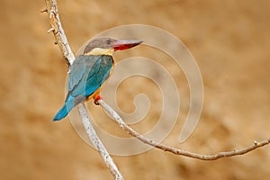 Stork-billed Kingfisher, Pelargopsis capensis, sitting on the tree trunk in river. Wildlife scene from nature, Ranthambore, India,