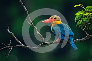 Stork-billed Kingfisher Pelargopsis capensis - tree kingfisher distributed in the tropical Indian subcontinent and Southeast