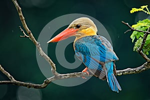 Stork-billed Kingfisher Pelargopsis capensis - tree kingfisher distributed in the tropical Indian subcontinent and Southeast