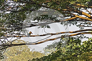 Stork-billed, kingfisher, Pelargopsis capensis, tree kingfisher, on tree branch above the river bank natural habitat