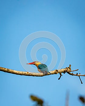 stork billed kingfisher or tree kingfisher or Pelargopsis capensis bird closeup perched in natural blue sky background terai