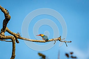 stork billed kingfisher or tree kingfisher or Pelargopsis capensis bird closeup perched in natural blue sky background terai